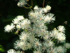 Thalictrum aquilegifolium 'Album'Akeleiruit bestellen